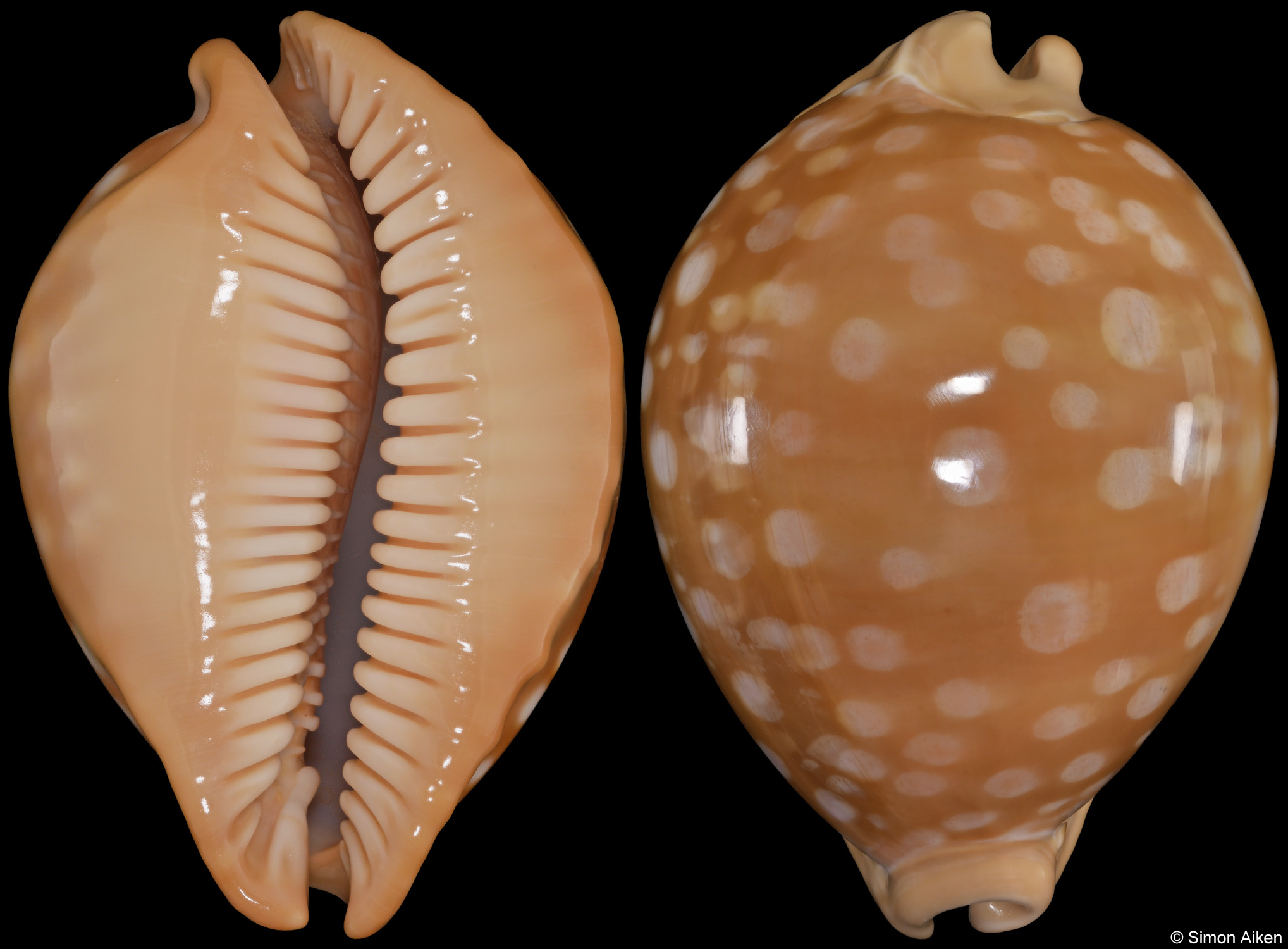 Callistocypraea leucodon - 78.7mm Shell | Simon Aiken Shells